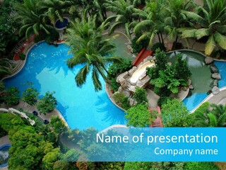 Coconut Top Palm PowerPoint Template