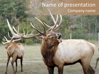Caribou Elk Wapiti PowerPoint Template