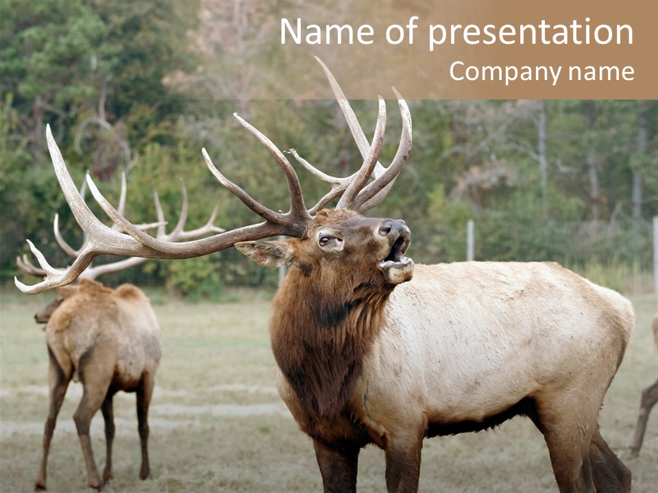 Caribou Elk Wapiti PowerPoint Template
