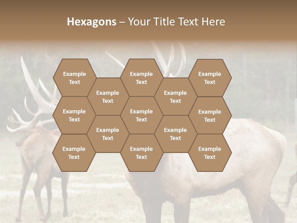 Caribou Elk Wapiti PowerPoint Template