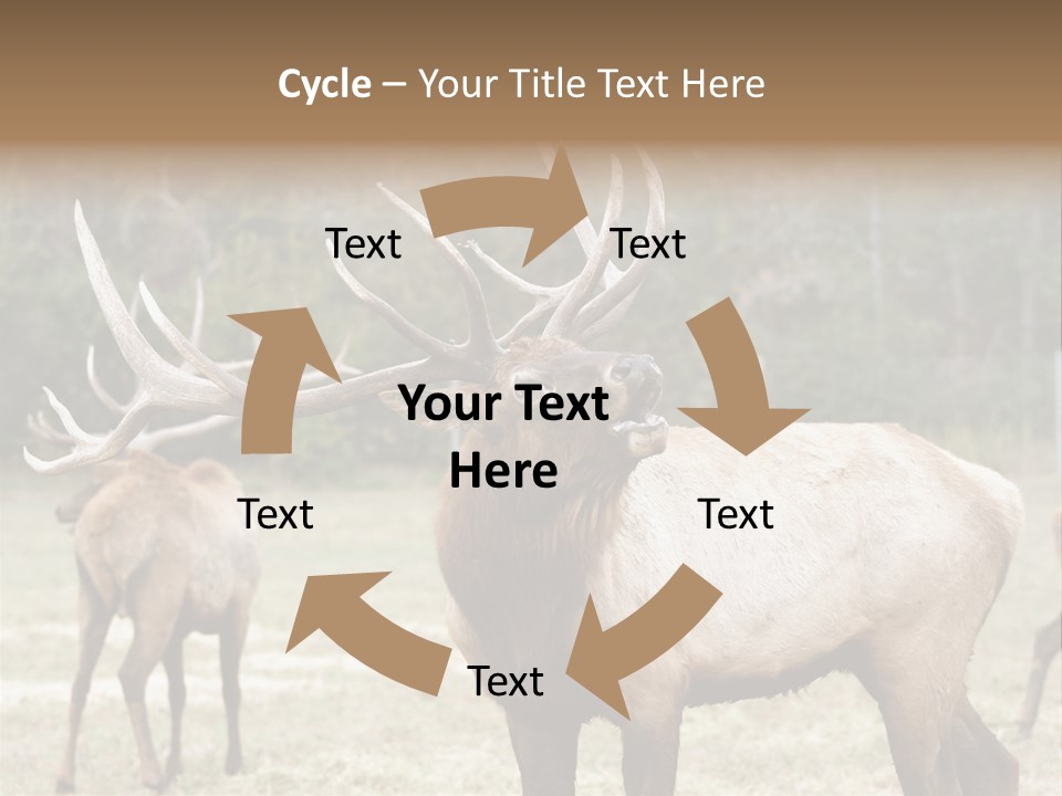 Caribou Elk Wapiti PowerPoint Template