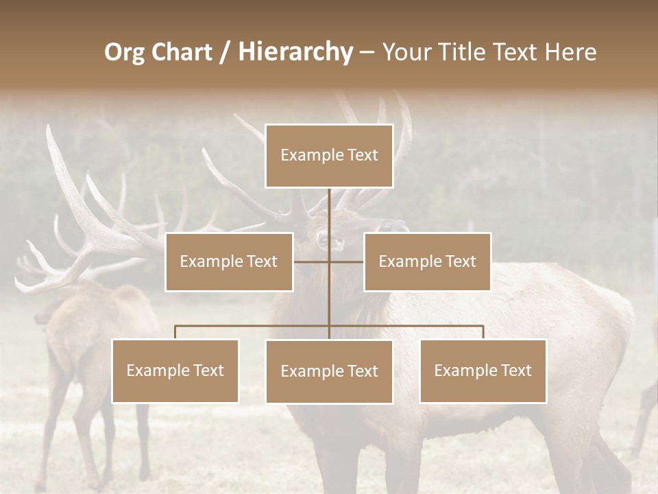 Caribou Elk Wapiti PowerPoint Template