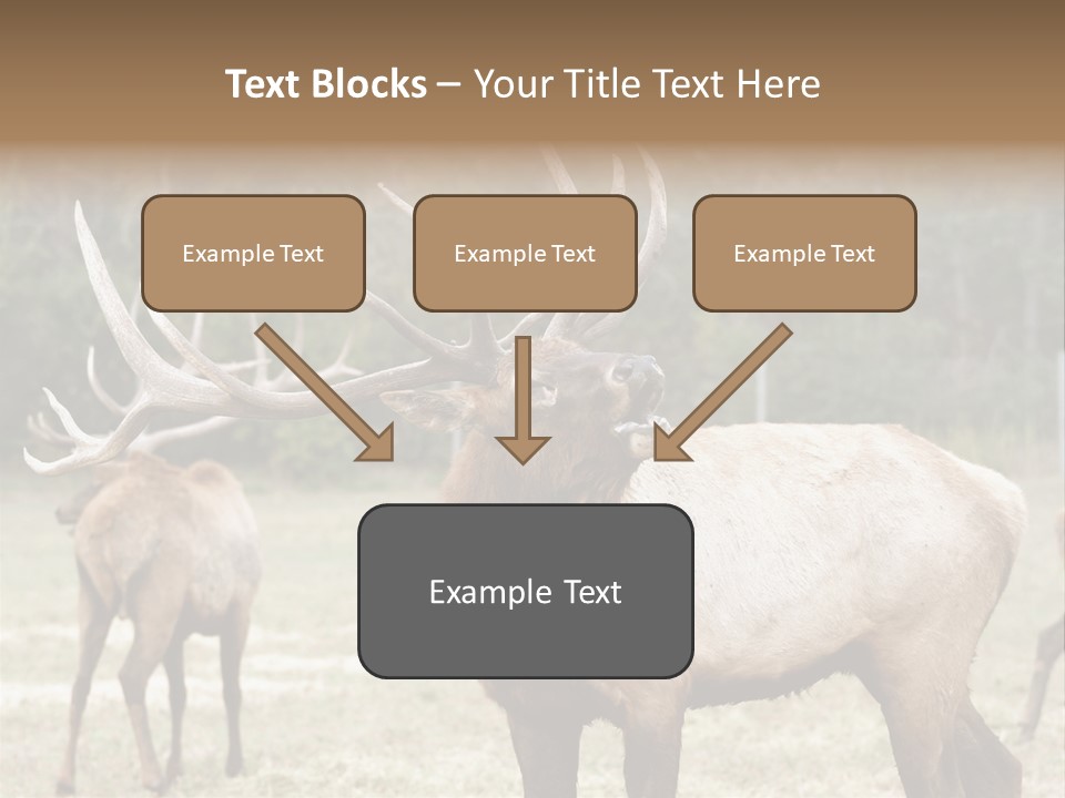 Caribou Elk Wapiti PowerPoint Template