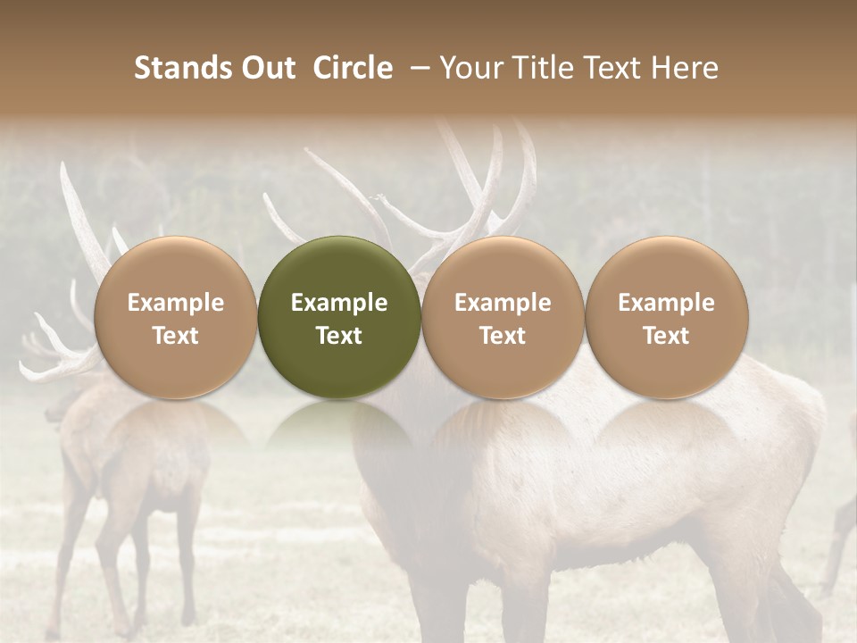 Caribou Elk Wapiti PowerPoint Template