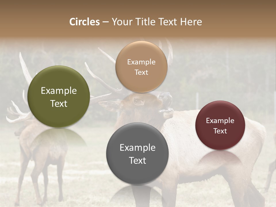 Caribou Elk Wapiti PowerPoint Template