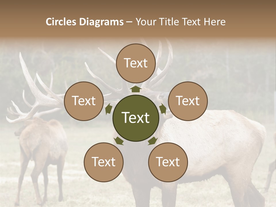 Caribou Elk Wapiti PowerPoint Template