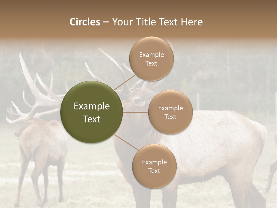 Caribou Elk Wapiti PowerPoint Template