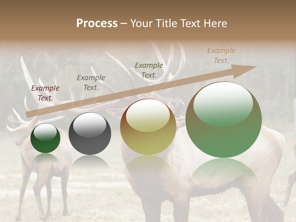 Caribou Elk Wapiti PowerPoint Template
