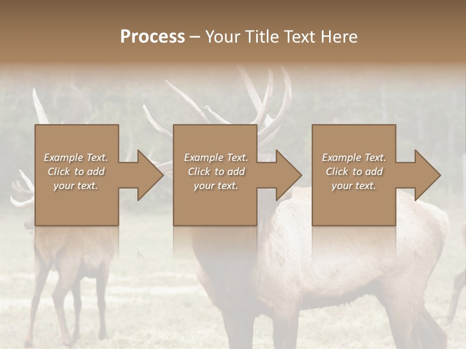 Caribou Elk Wapiti PowerPoint Template