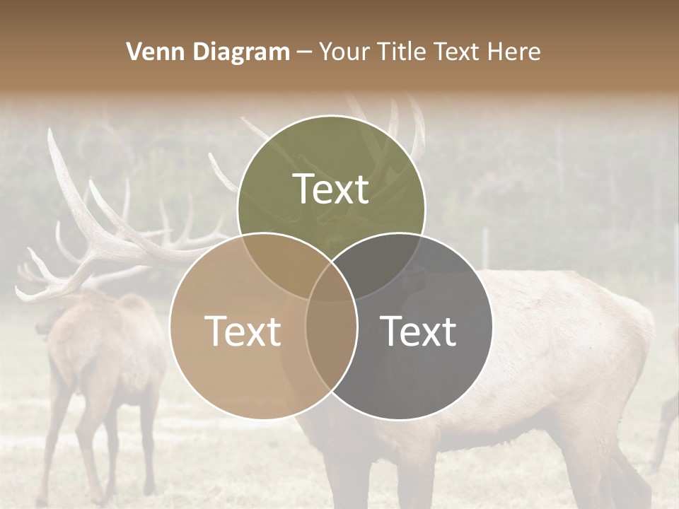 Caribou Elk Wapiti PowerPoint Template