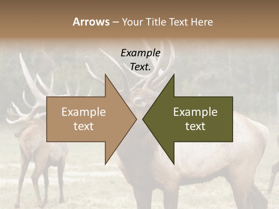 Caribou Elk Wapiti PowerPoint Template