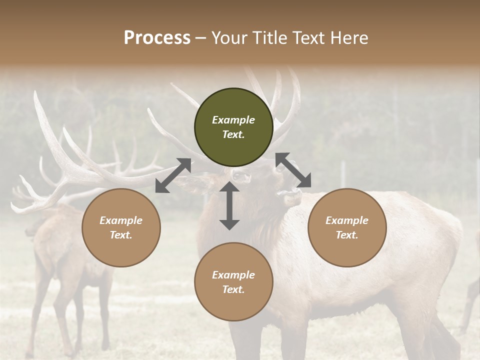 Caribou Elk Wapiti PowerPoint Template