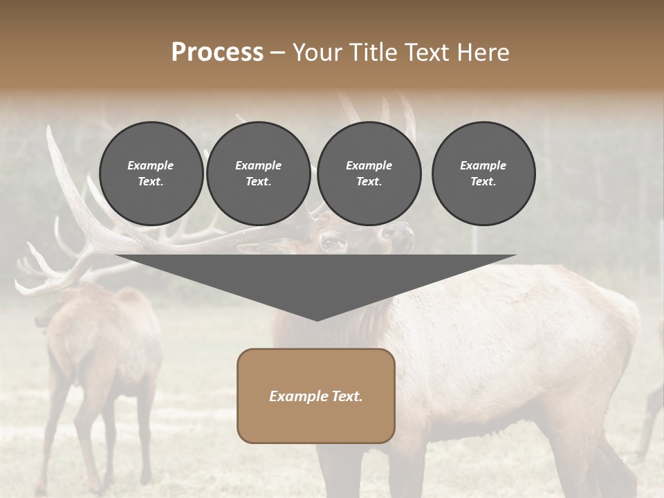 Caribou Elk Wapiti PowerPoint Template