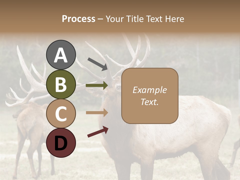 Caribou Elk Wapiti PowerPoint Template