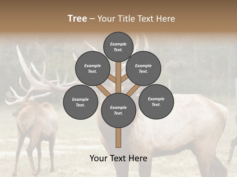 Caribou Elk Wapiti PowerPoint Template