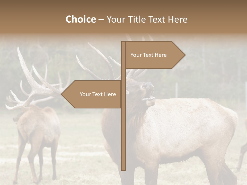 Caribou Elk Wapiti PowerPoint Template