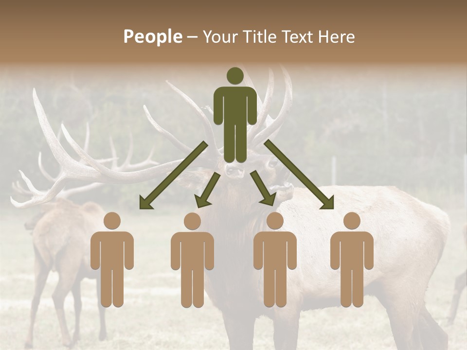 Caribou Elk Wapiti PowerPoint Template