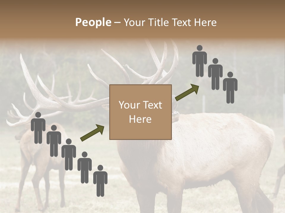Caribou Elk Wapiti PowerPoint Template