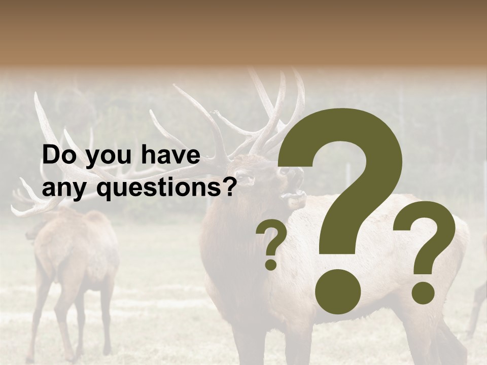 Caribou Elk Wapiti PowerPoint Template