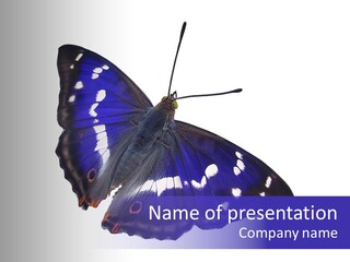Nature Wildlife Blue PowerPoint Template