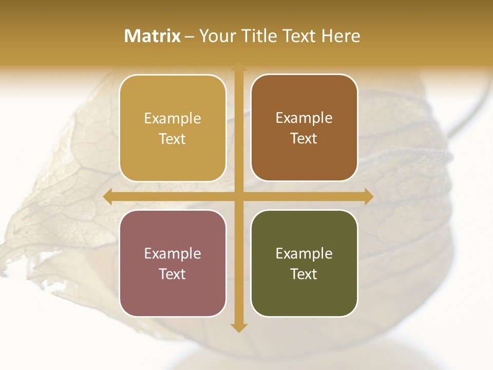 Background Waterlily Nelumbo_Nucifera PowerPoint Template