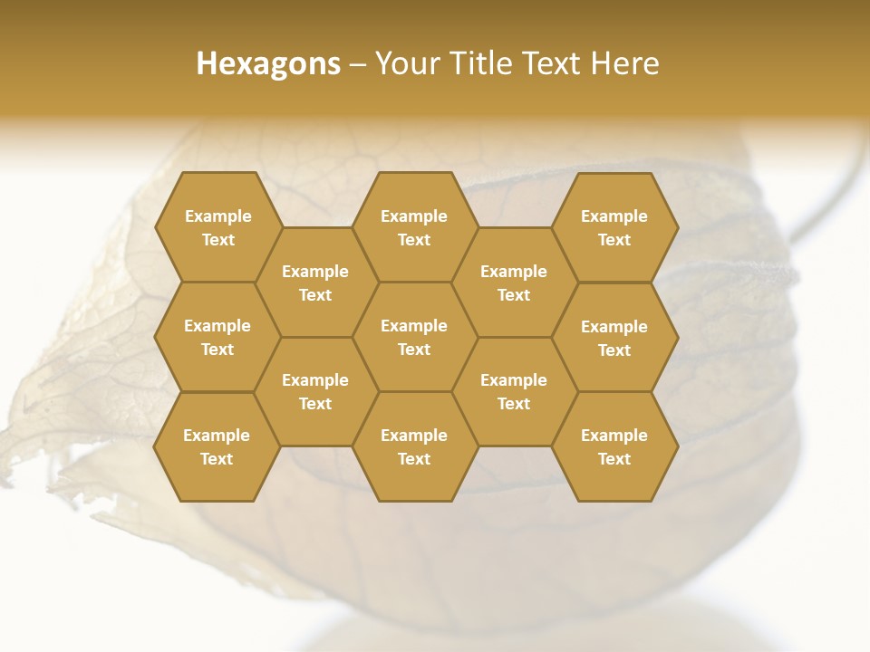 Background Waterlily Nelumbo_Nucifera PowerPoint Template