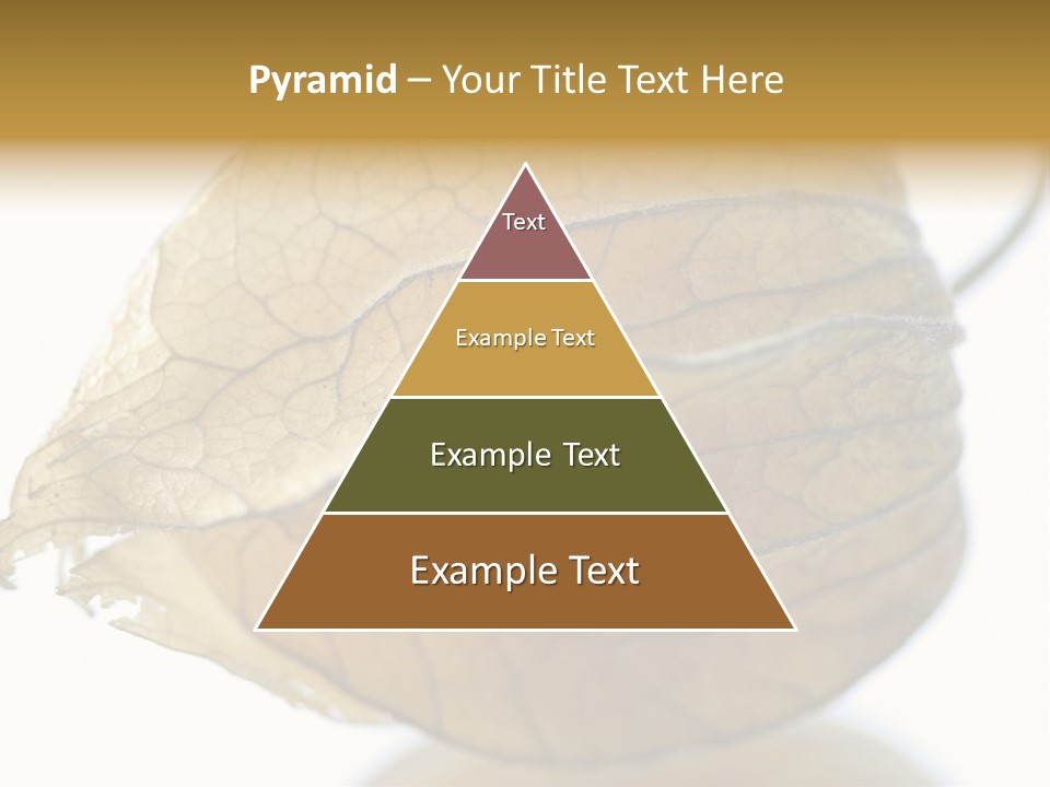 Background Waterlily Nelumbo_Nucifera PowerPoint Template