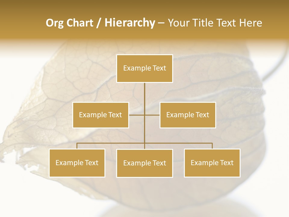 Background Waterlily Nelumbo_Nucifera PowerPoint Template