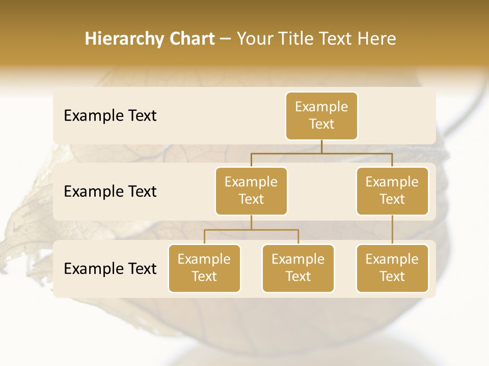 Background Waterlily Nelumbo_Nucifera PowerPoint Template
