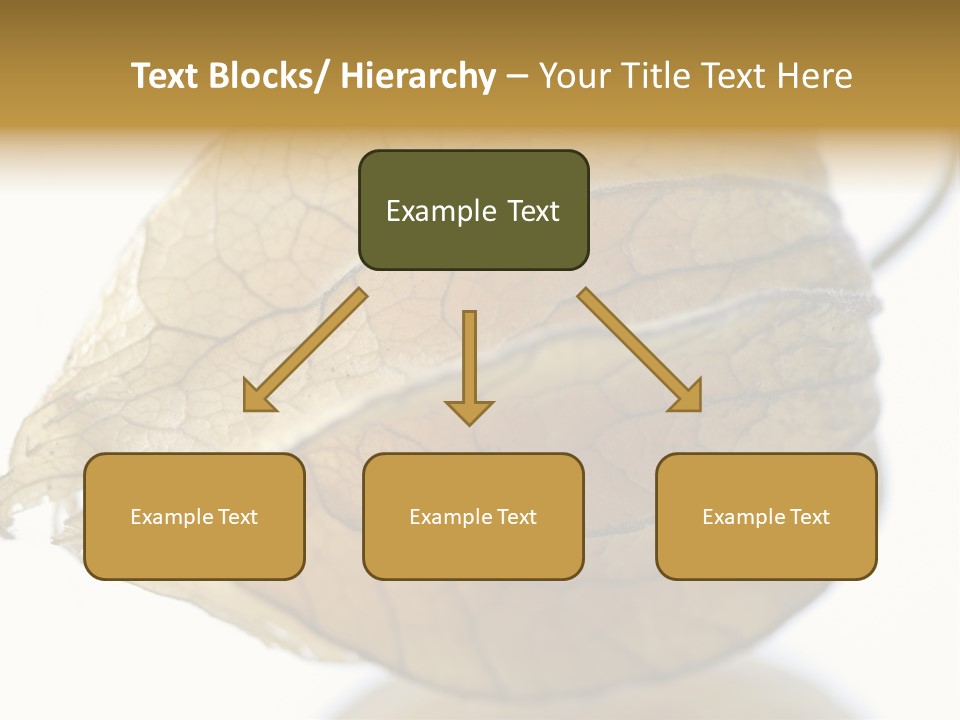 Background Waterlily Nelumbo_Nucifera PowerPoint Template