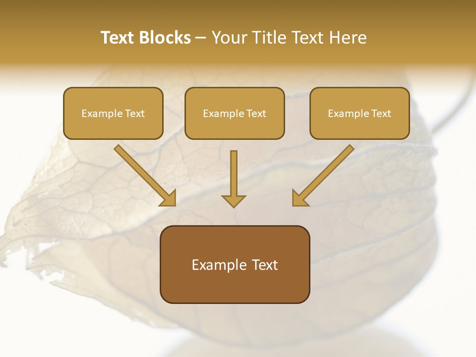 Background Waterlily Nelumbo_Nucifera PowerPoint Template