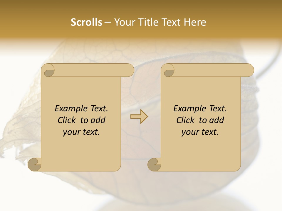 Background Waterlily Nelumbo_Nucifera PowerPoint Template