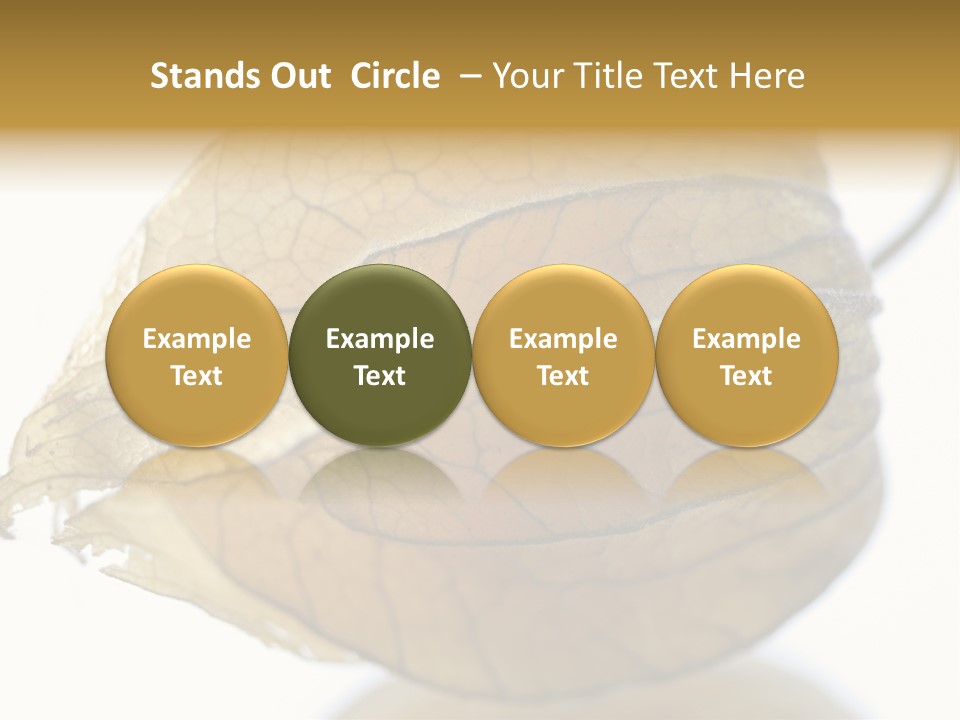 Background Waterlily Nelumbo_Nucifera PowerPoint Template