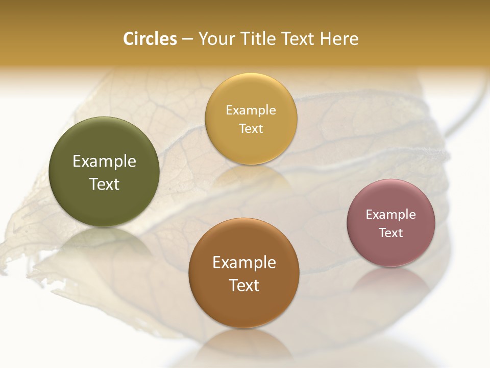 Background Waterlily Nelumbo_Nucifera PowerPoint Template