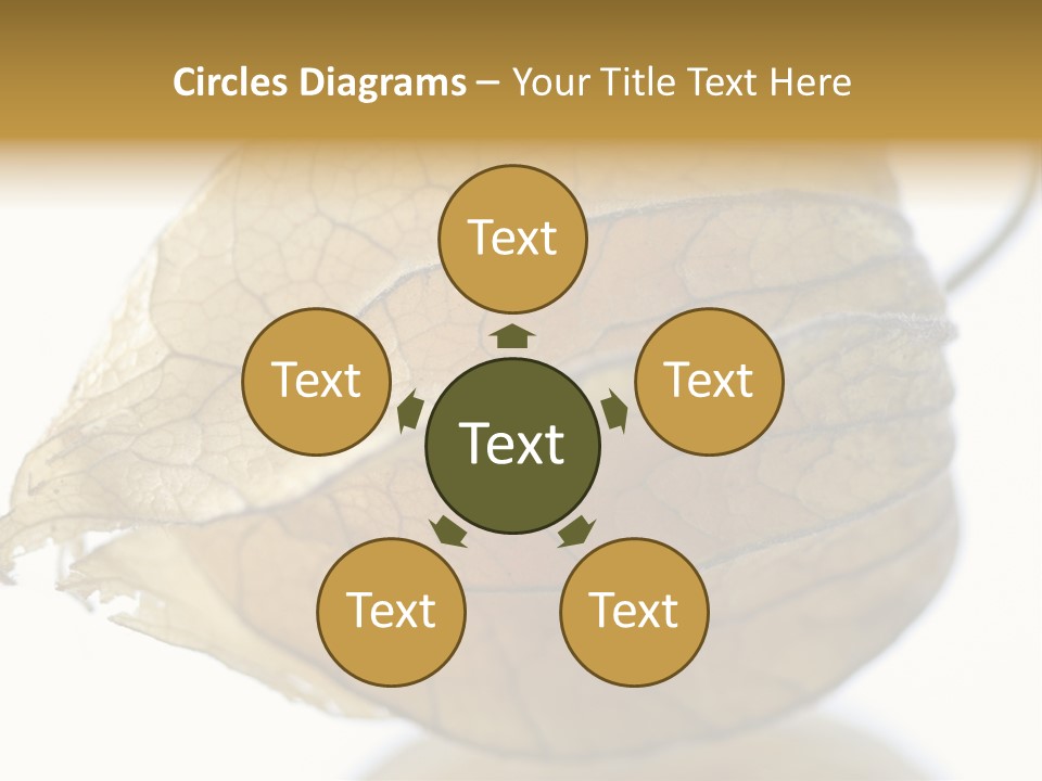 Background Waterlily Nelumbo_Nucifera PowerPoint Template