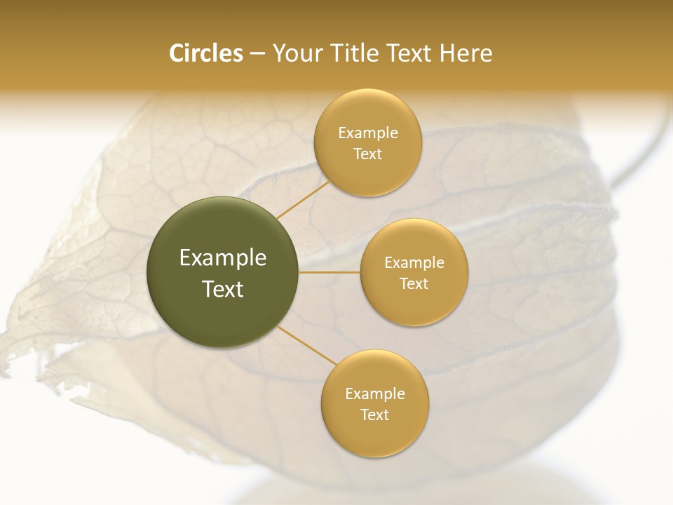 Background Waterlily Nelumbo_Nucifera PowerPoint Template