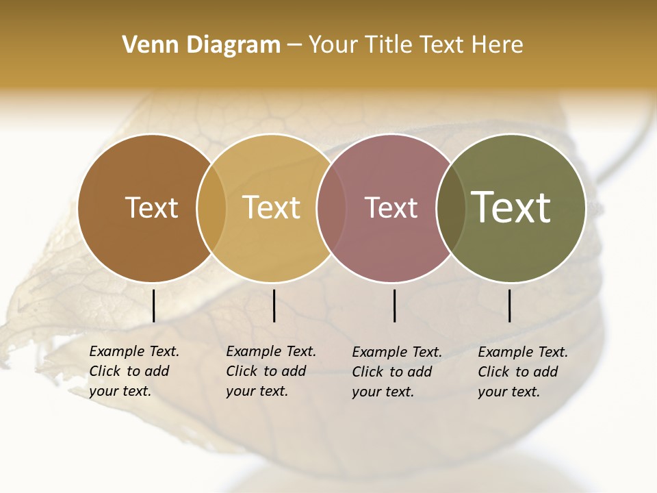 Background Waterlily Nelumbo_Nucifera PowerPoint Template