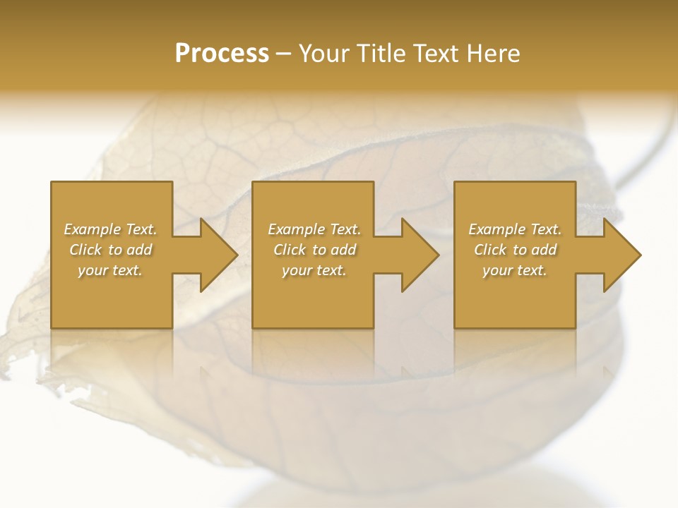 Background Waterlily Nelumbo_Nucifera PowerPoint Template