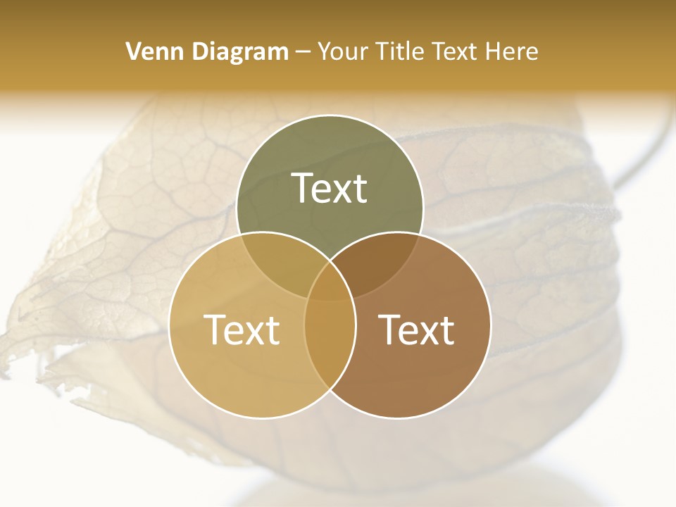 Background Waterlily Nelumbo_Nucifera PowerPoint Template