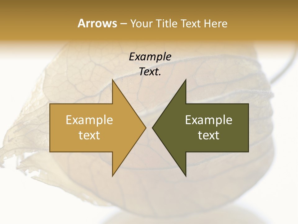 Background Waterlily Nelumbo_Nucifera PowerPoint Template