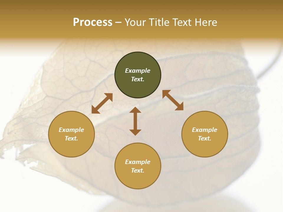 Background Waterlily Nelumbo_Nucifera PowerPoint Template