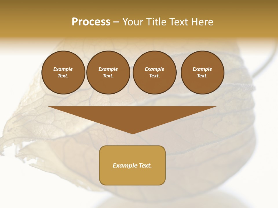 Background Waterlily Nelumbo_Nucifera PowerPoint Template