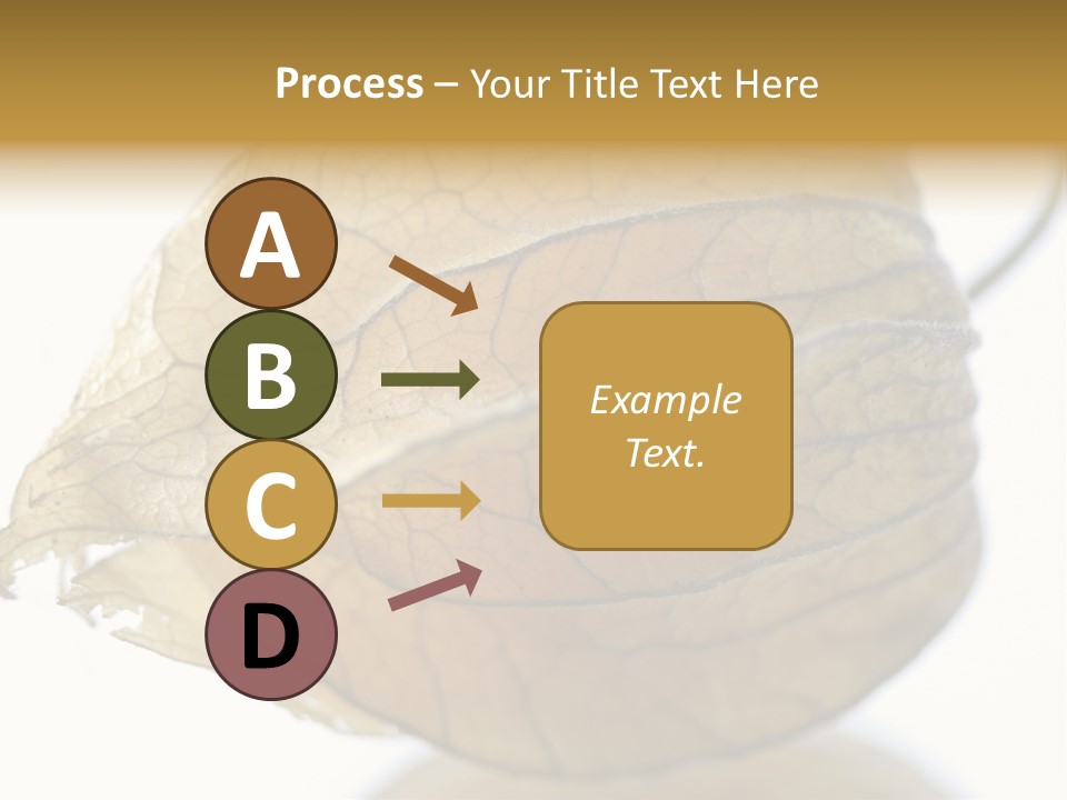 Background Waterlily Nelumbo_Nucifera PowerPoint Template