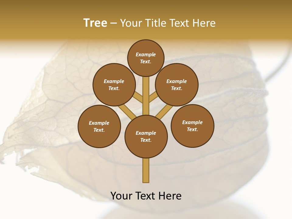 Background Waterlily Nelumbo_Nucifera PowerPoint Template