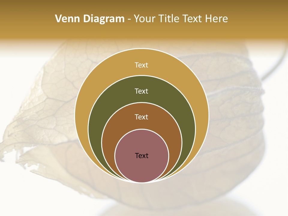 Background Waterlily Nelumbo_Nucifera PowerPoint Template