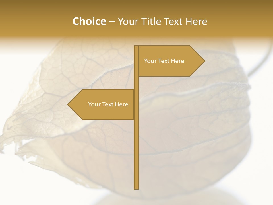 Background Waterlily Nelumbo_Nucifera PowerPoint Template