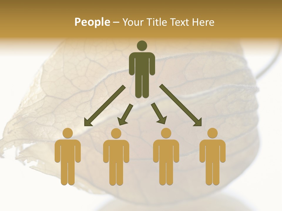 Background Waterlily Nelumbo_Nucifera PowerPoint Template