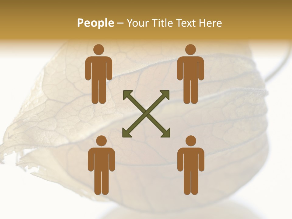 Background Waterlily Nelumbo_Nucifera PowerPoint Template