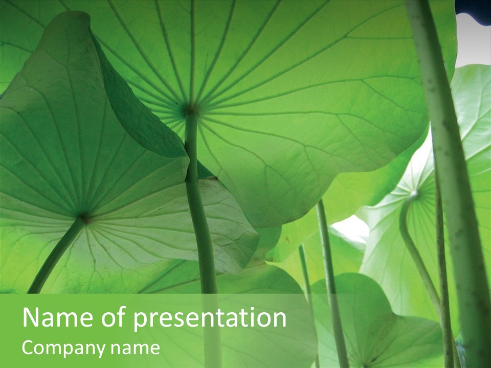 Background Waterlily Nelumbo_Nucifera PowerPoint Template