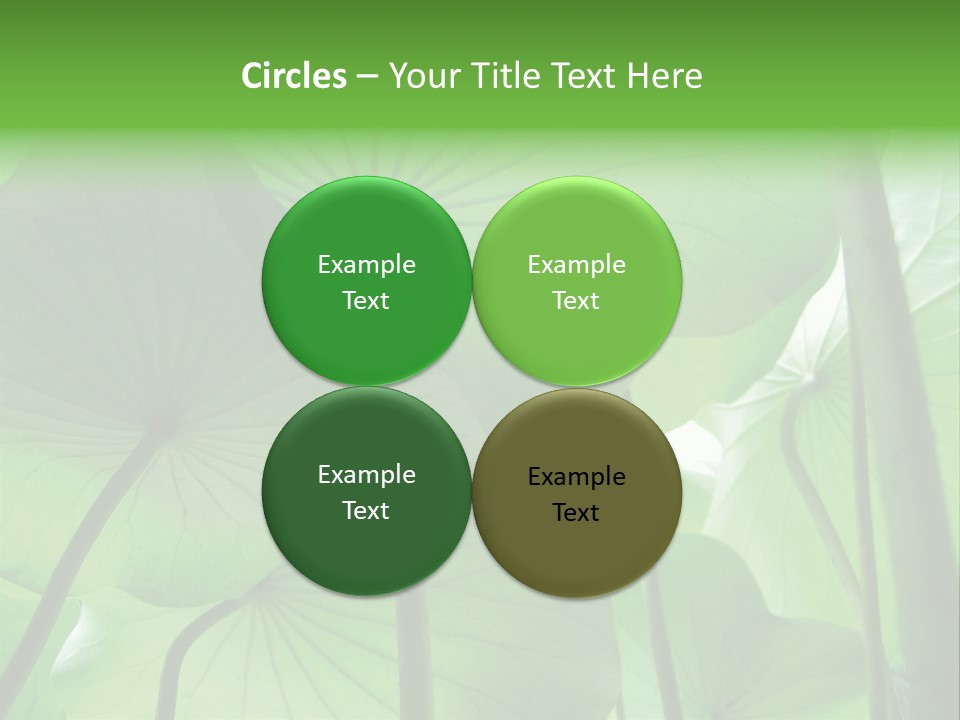 Background Waterlily Nelumbo_Nucifera PowerPoint Template